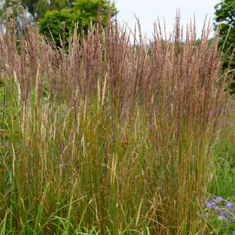 Rørhvene 'Karl Foerster' (Calamagrostis × acutiflora)